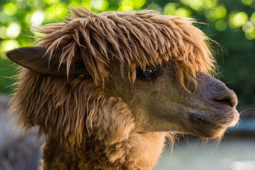 Alpaca