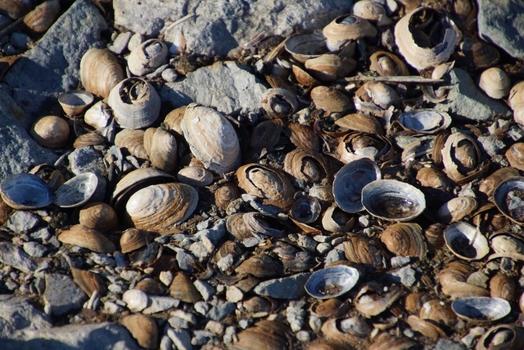 Muschelstrand