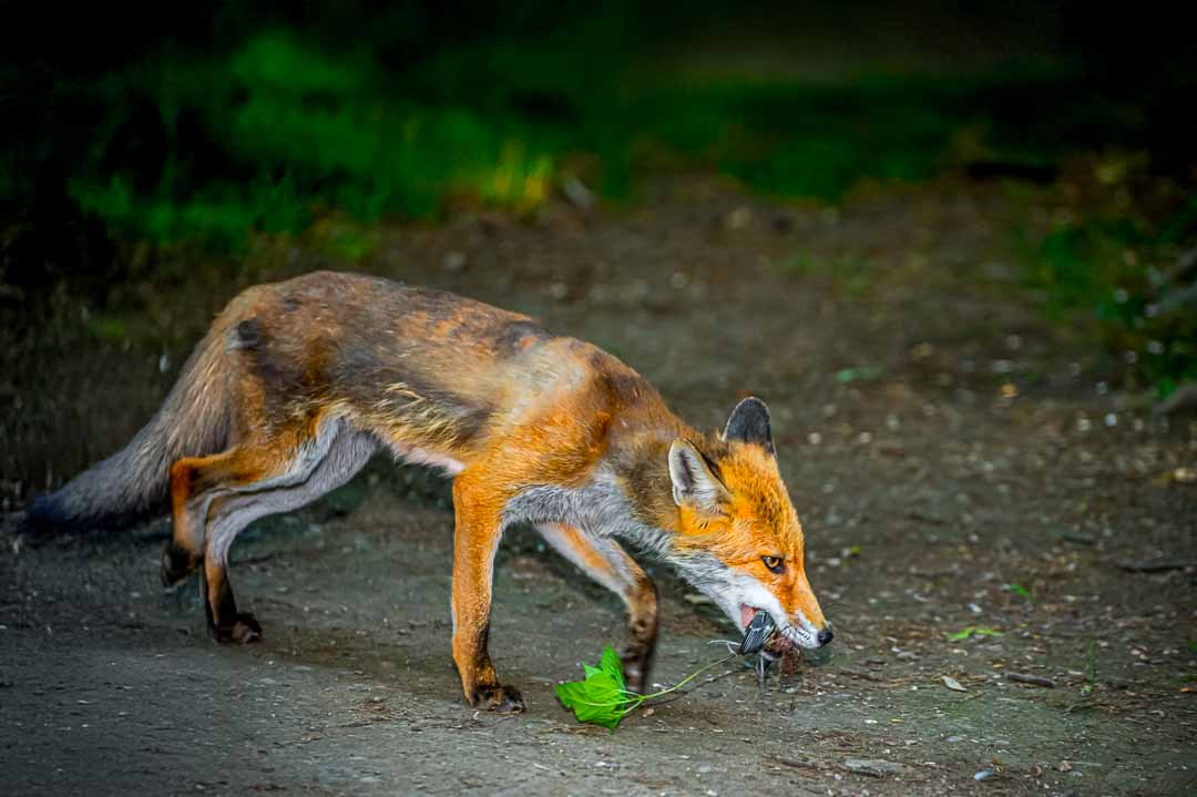 Rotfuchs
