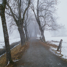 ALLEE