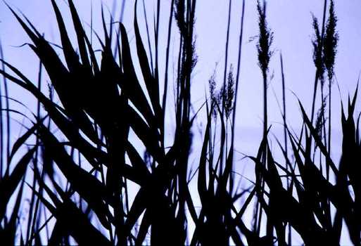 Schwarz-Blau 1
