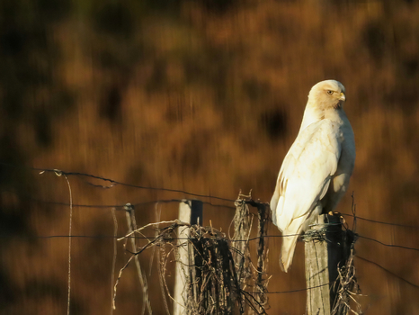 EOS M50_Weisser Bussard