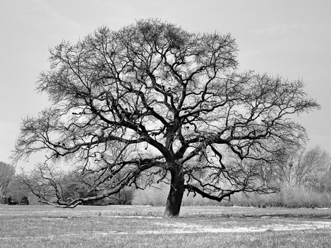 Eiche in Winterruhe