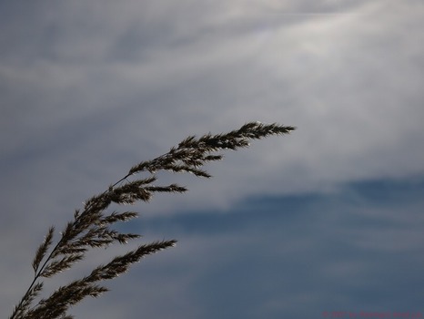 gen Himmel