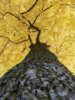 FLAMMENDER HERBST