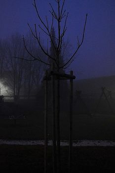Nachtbaum