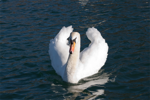 Der Poser-Schwan