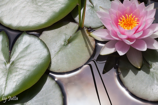 Seerose