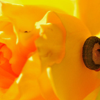 Auf Rosen gebettet