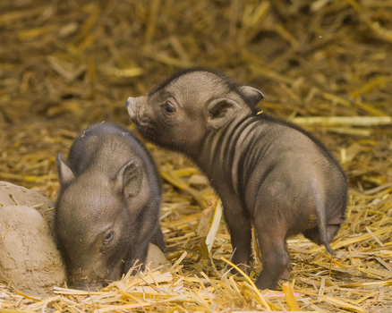 "Babys" des vietnamesischen Hängebauchschweins