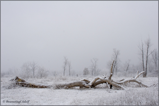 Winter in Lobau