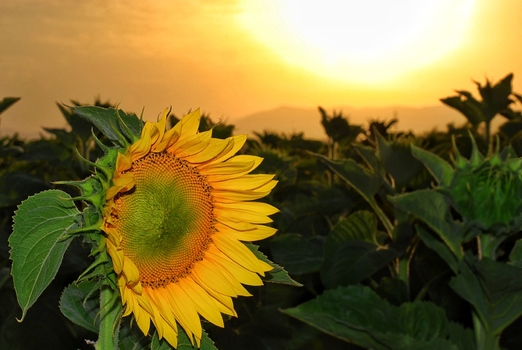Sonne und Blume