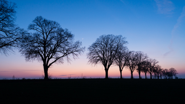 some Trees and little Moon
