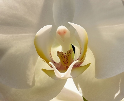 Orchidee2