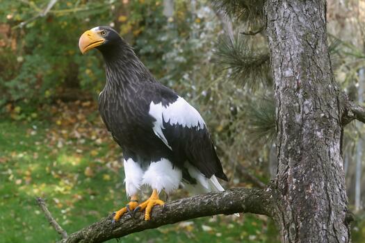 Riesenseeadler_EOS R7