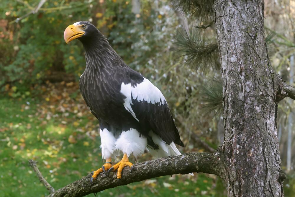 Riesenseeadler_EOS R7