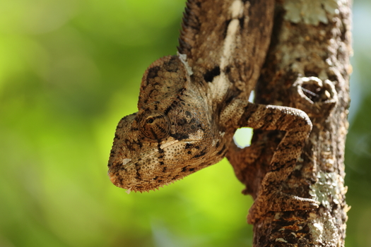 Oustalet's Chameleon