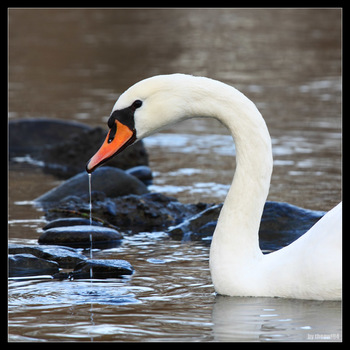Trinkender Schwan