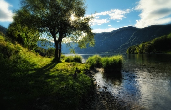 Bohinjsko