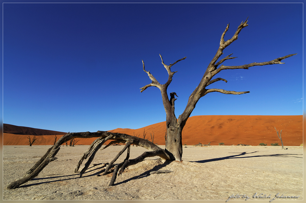 Deadvlei-Baum 2