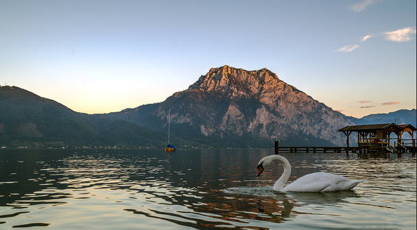 the swan