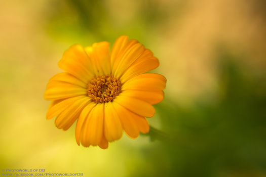 Makro_1
