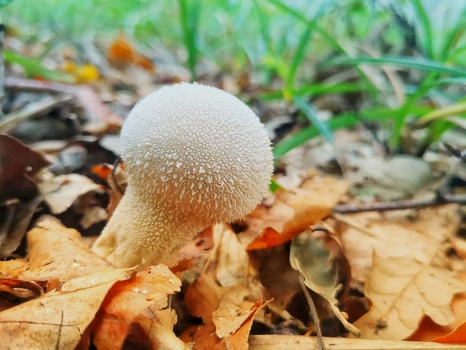 Ein Pilz steht im...