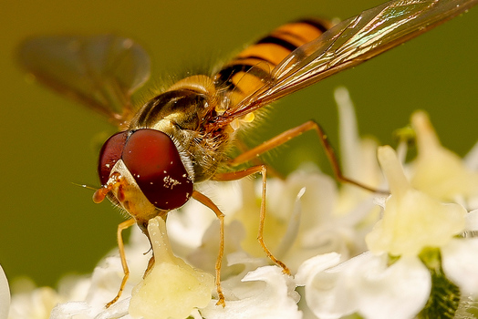 Hainschwebfliege (Episyrphus balteatus)