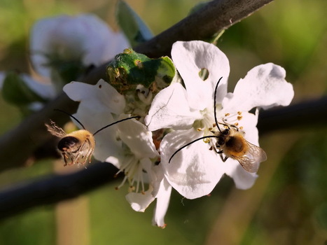 Wildbienen