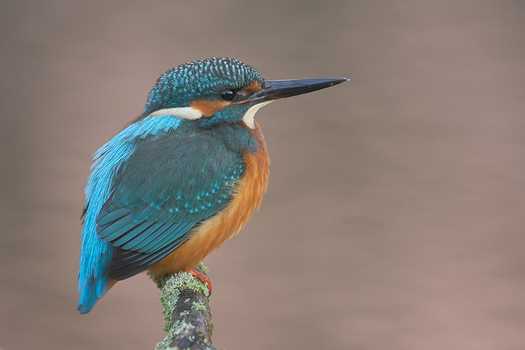 das blaue Juwel...Ende