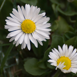 Gänseblümchen