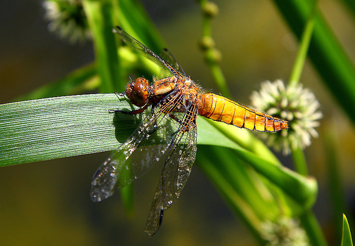 Libelle 1