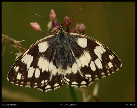 Schachbrettfalter
