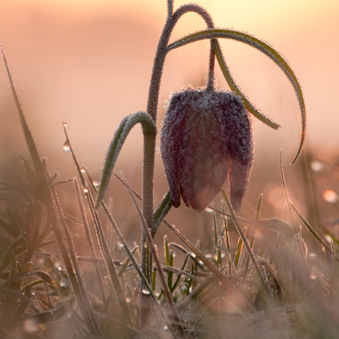 Schachblume