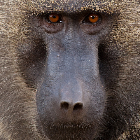 Baboon