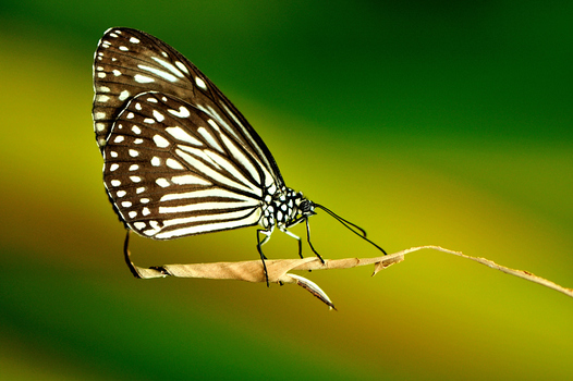 Schmetterling