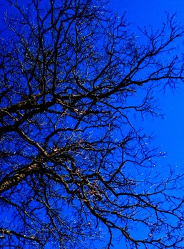 Baum oder Wurzeln ?