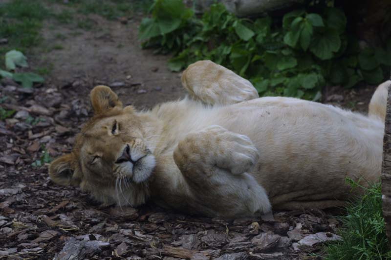 Löwe ganz lieb ;-)