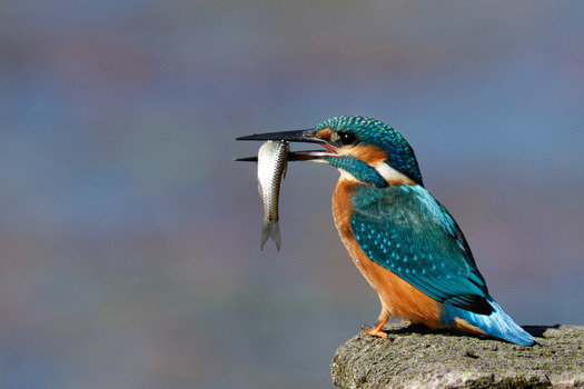 Eisvogel mit Fisch