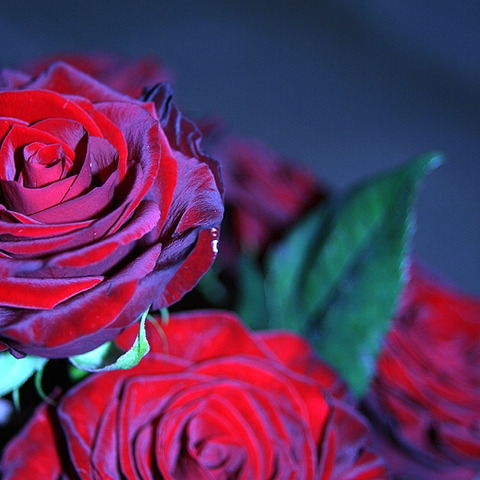 rote Rose