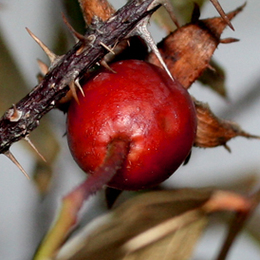 rosehip