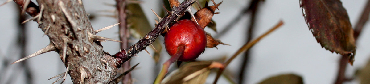 rosehip