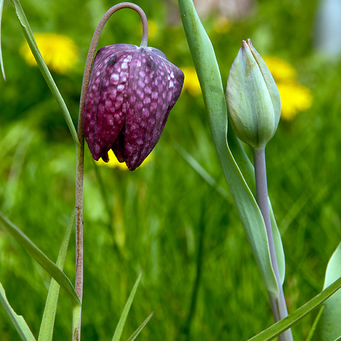 Schachbrettblume
