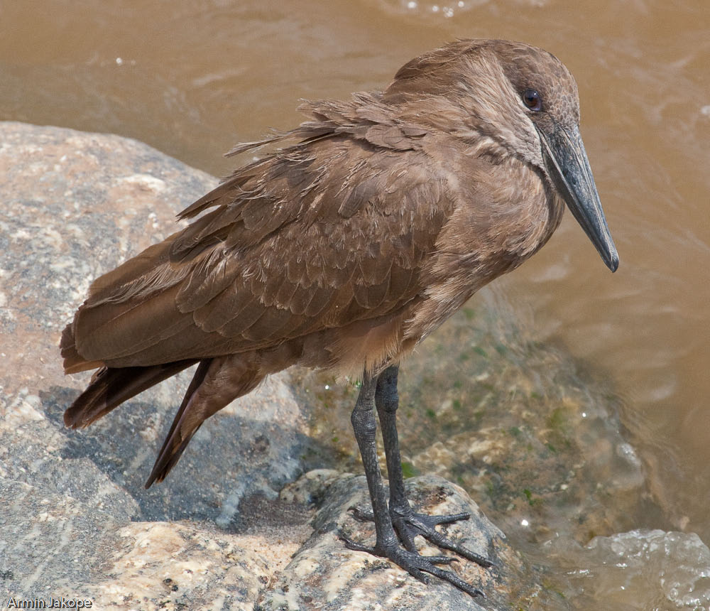 Hammerkopf oder Schattenvogel (Scopus umbretta)