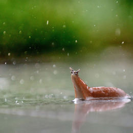 Ein durchschnittlicher Sommer