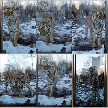 Fensterputzer möglichst mollig gesucht: Tiger