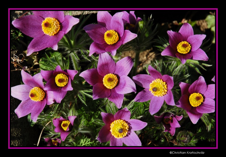 Anemone