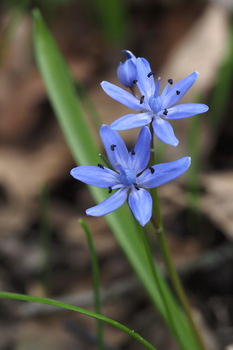Speta-Blaustern