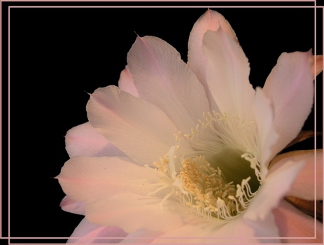 Kakteen (2) - Echinopsis