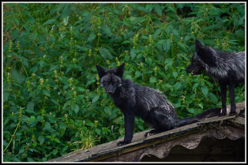 Silberfuchs